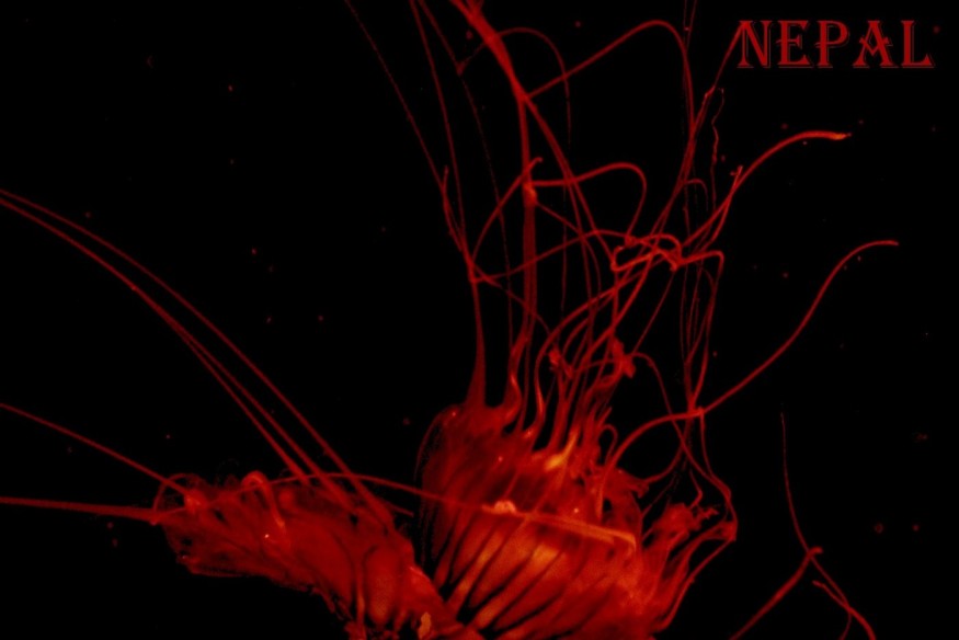 SPIRYT  feat Kimberly K en découverte sur LRdR BUTTERFLIES