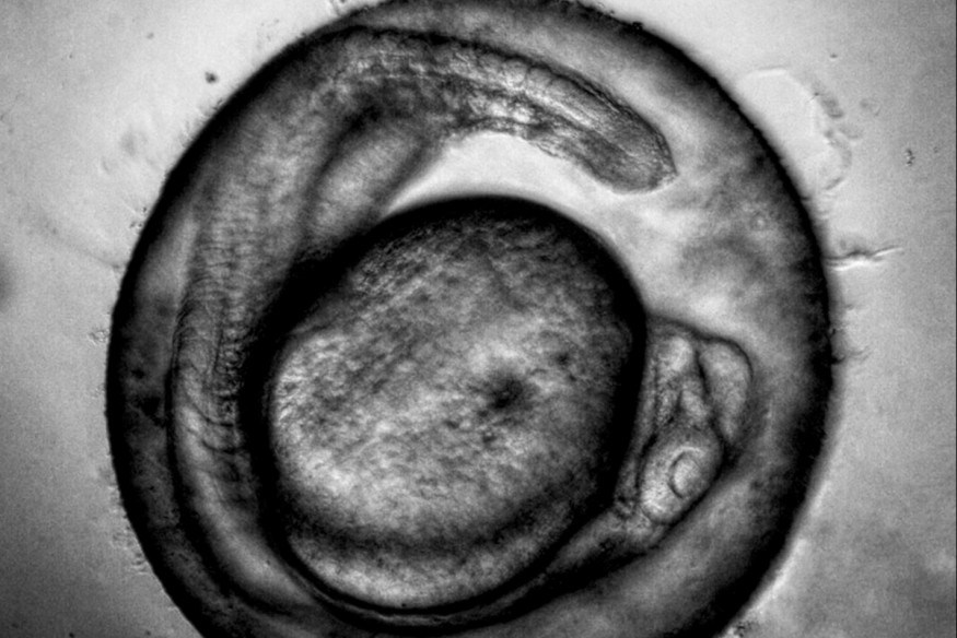 Xxäm sur LRdR Zygote sur LRdR